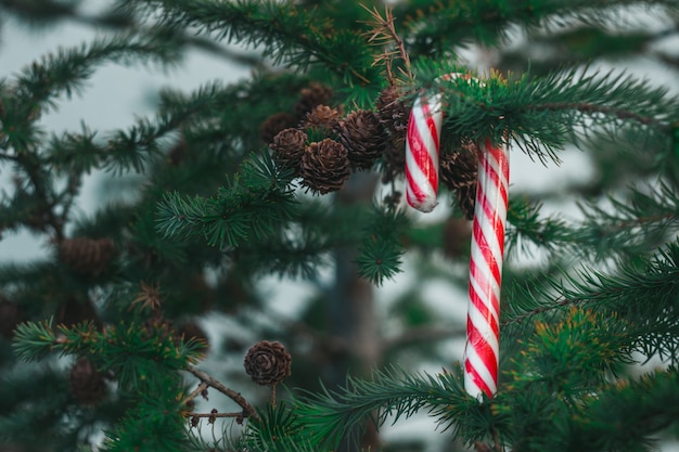 Peppermint stick um vermelho listrado pendurado em uma árvore de Natal do lado de fora