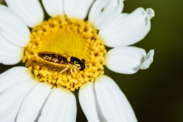 Pequeña abeja encima de una flor