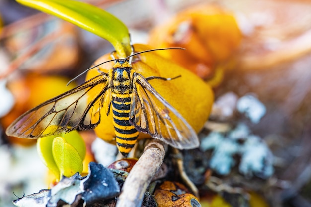 Pequeña abeja en flor amarilla de orquídeas silvestres