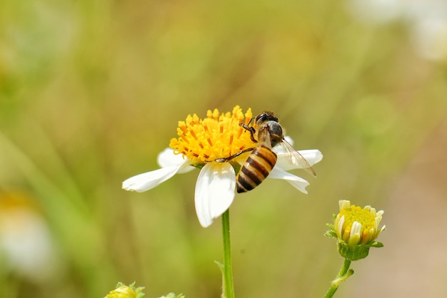 Pequeña abeja en flor