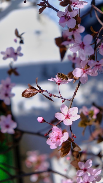 Pequeña abeja en las flores de cerezo iluminadas por el sol de primavera