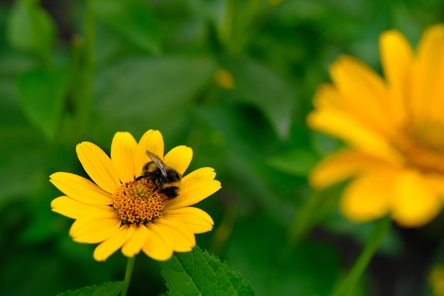 Una pequeña abeja en la montaña árnica Arnica montana sobre un fondo borroso