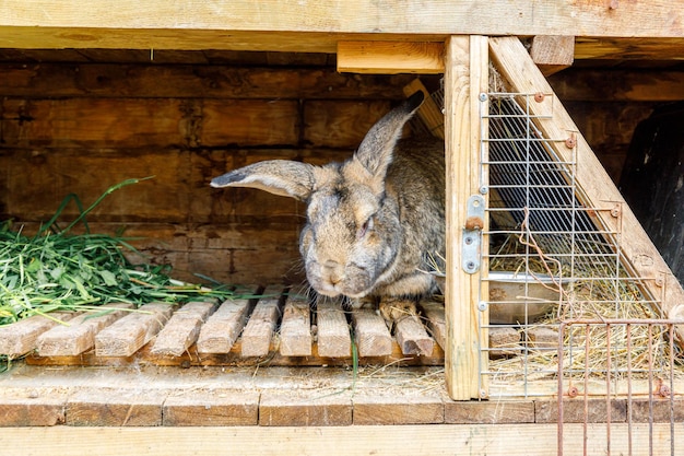 Pequena alimentação coelho marrom mastigando grama em coelhos no animal fazenda celeiro fundo do rancho coelho i ...