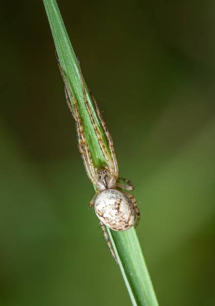 Pequeña araña blanca escondida sobre el césped