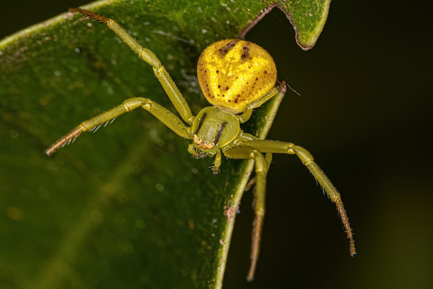 Pequeña araña cangrejo hembra