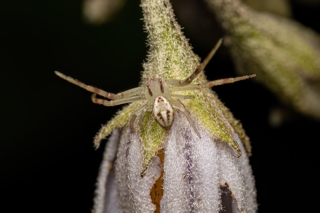 Pequeña araña cangrejo hembra