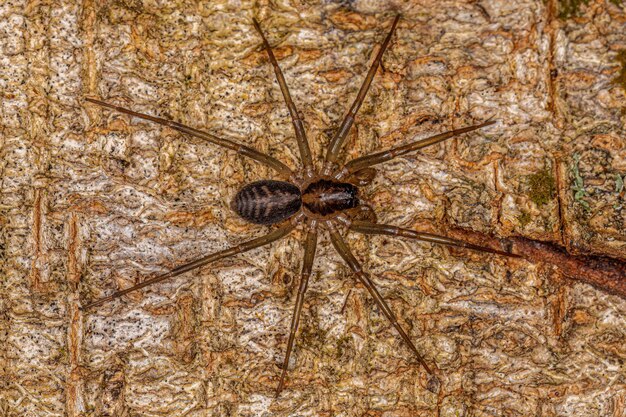 Pequeña araña corinnoide