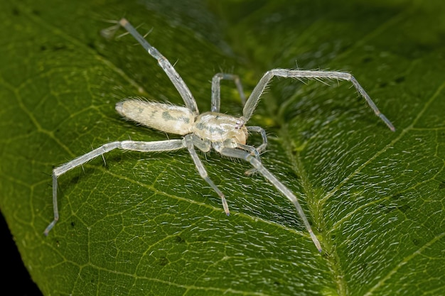 Pequeña araña fantasma