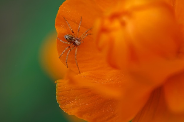 Una pequeña araña hermosa en los pétalos de una flor Naturaleza salvaje