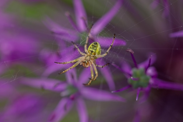 Una pequeña araña hermosa en los pétalos de una flor Naturaleza salvaje