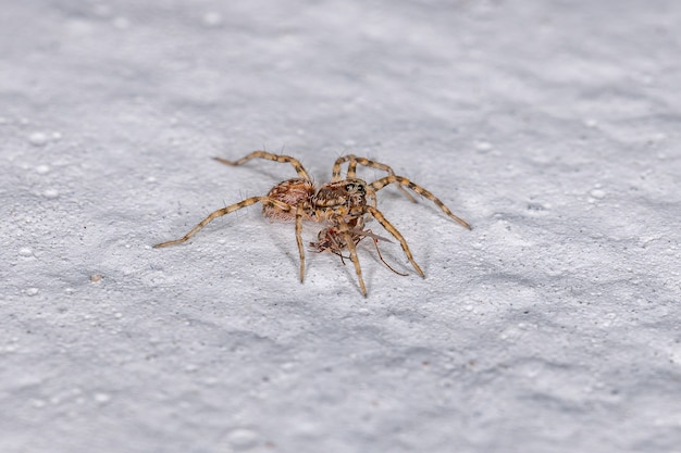 Pequeña araña lobo de la familia Lycosidae depredando un insecto