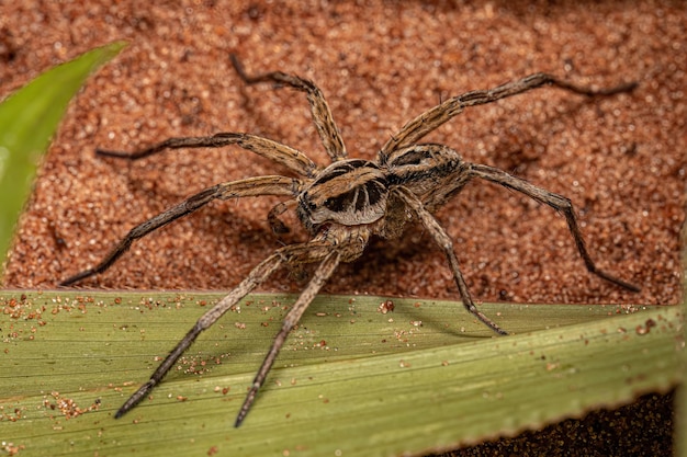 Pequeña araña lobo macho