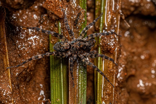 Pequeña araña lobo