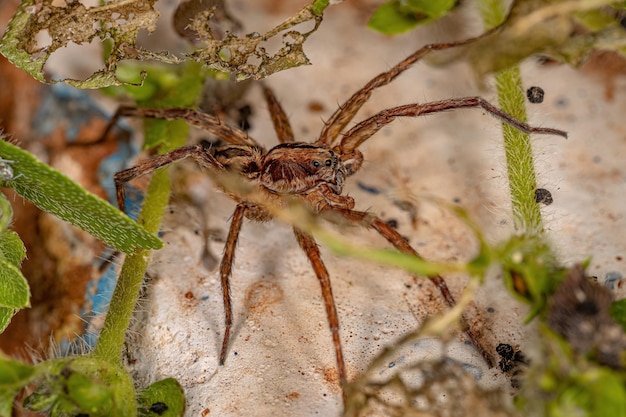 Pequeña araña lobo