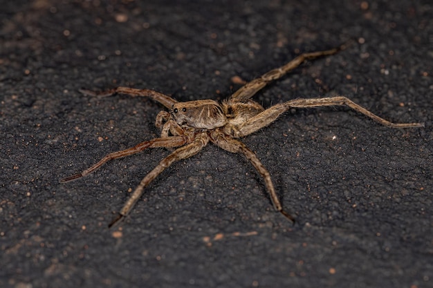 Pequeña araña lobo