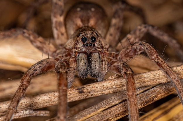 Pequeña araña lobo