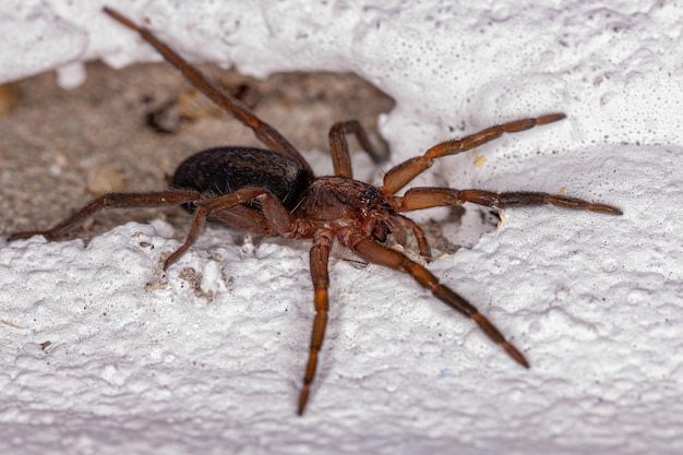 Pequeña araña merodeadora