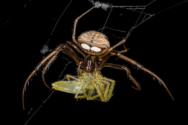 Foto pequeña araña pirata hembra aprovechándose de una pequeña araña saltadora verde translúcida