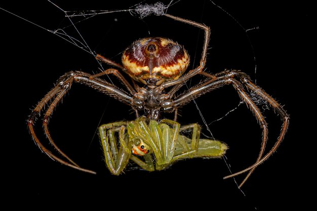 Pequeña araña pirata hembra aprovechándose de una pequeña araña saltadora verde translúcida