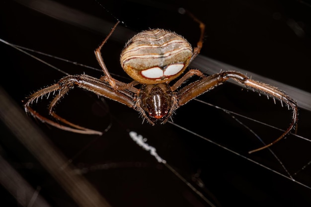 Foto pequeña araña pirata