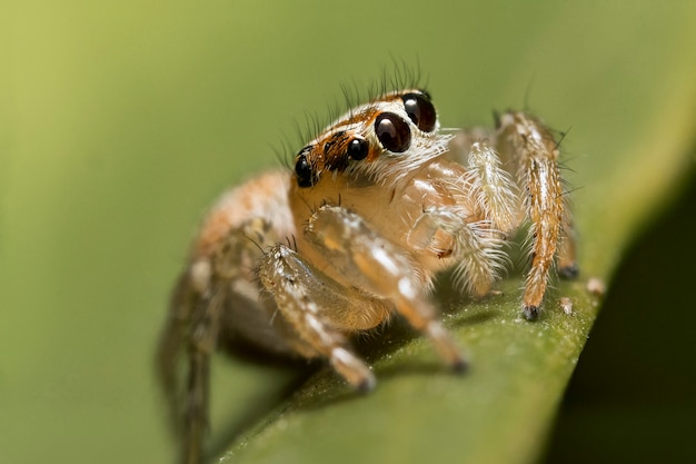 pequeña araña saltadora, fotografía macro