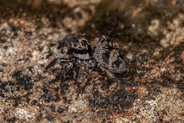 Pequeña araña saltadora del género Corythalia