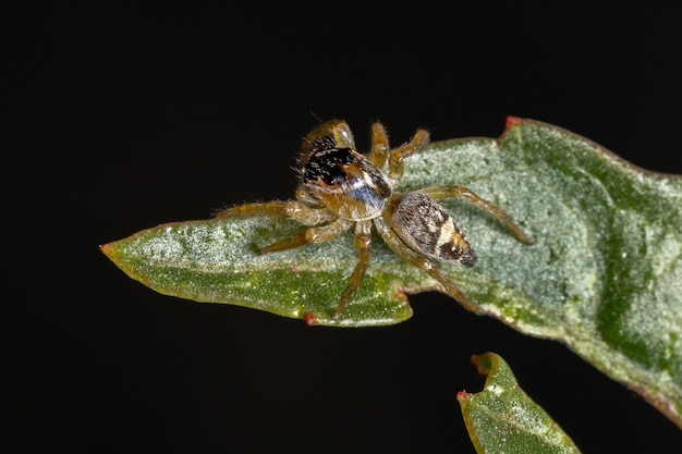 Pequeña araña saltadora del género Frigga sobre una hoja de hibiscus sabdariffa