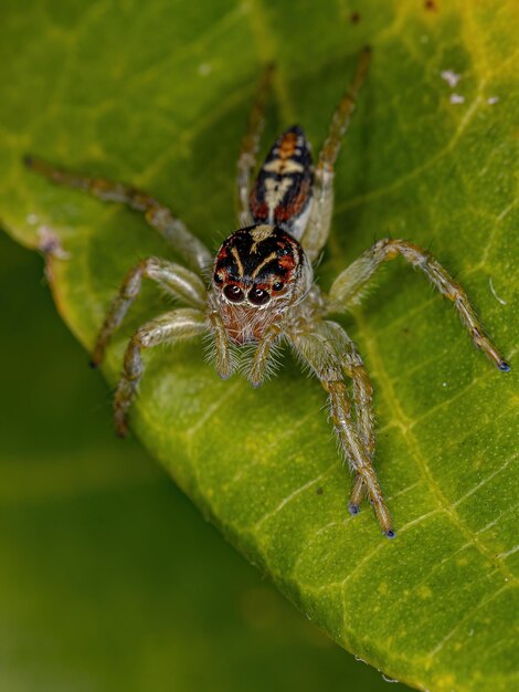 Pequeña araña saltadora del género Frigga