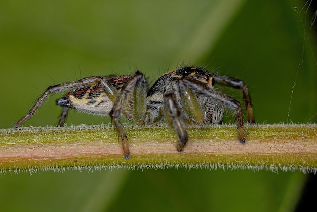 Pequeña araña saltadora del género Frigga