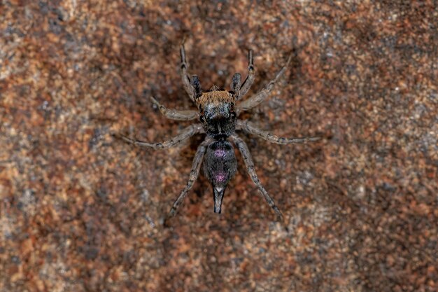 Pequeña araña saltadora macho de la especie Maeota dichrura