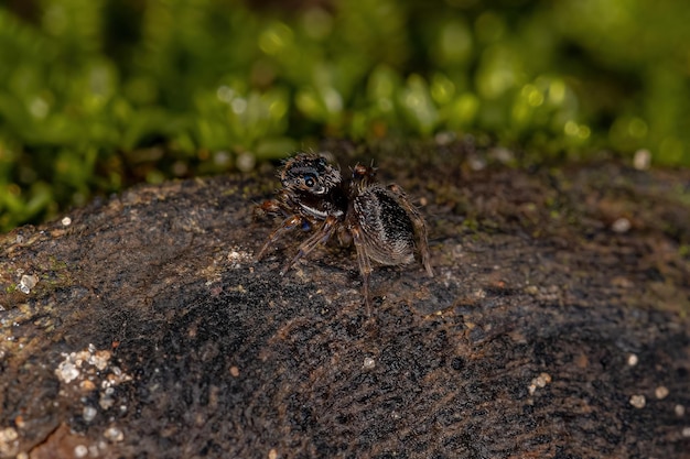 Pequeña araña saltadora negra de la subfamilia salticinae