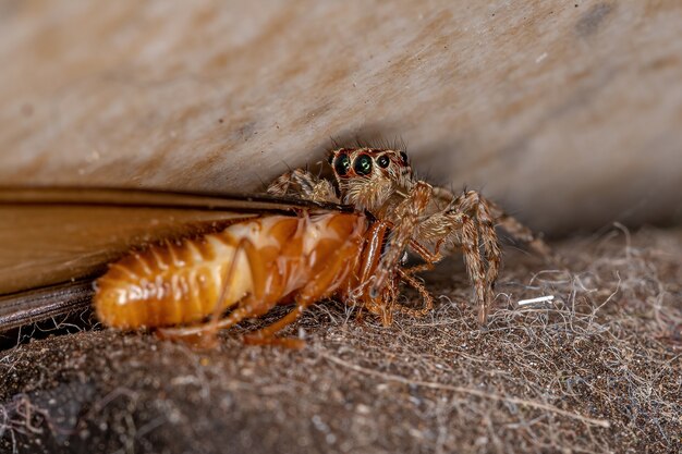 Pequeña araña saltadora pantropical de la especie Plexippus paykulli depredando una termita