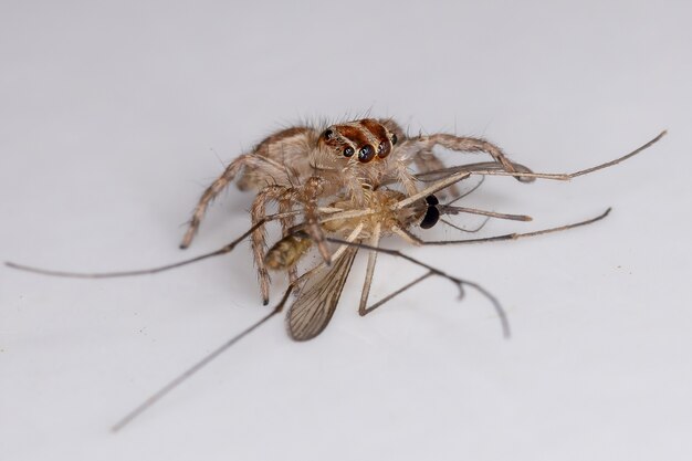 Foto pequeña araña saltadora pantropical de la especie plexippus paykulli que se alimenta de un mosquito culicino adulto del género culex