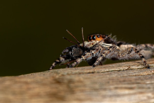 Pequeña araña saltadora de pared gris macho hembra de la especie Menemerus bivittatus depredando una araña saltadora del género Sarinda