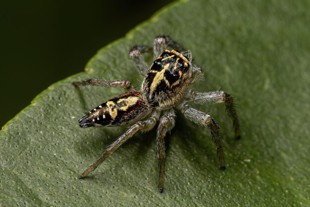 Pequeña araña saltadora