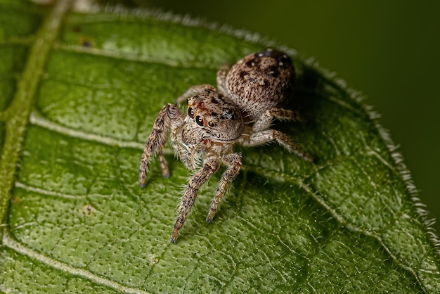 Pequeña araña saltadora