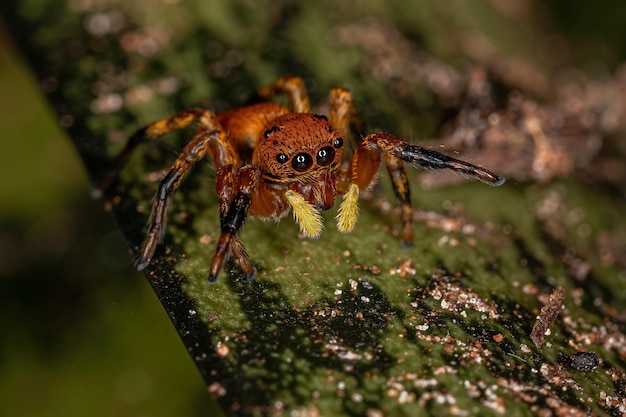 Pequeña araña saltadora