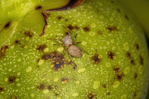 Pequeña araña saltadora