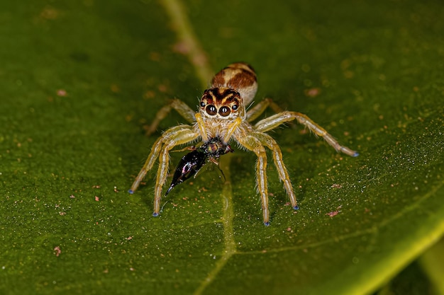 Pequeña araña saltadora