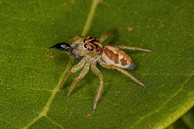 Pequeña araña saltadora