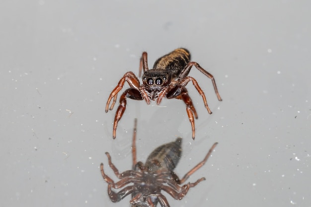 Pequeña araña saltarina de la especie Breda modesta