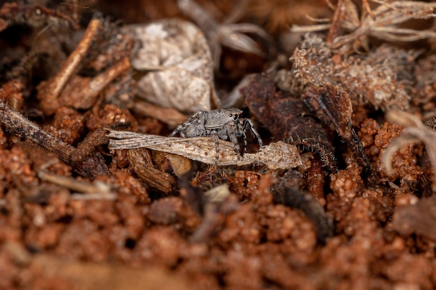 Pequeña araña saltarina del género Jollas