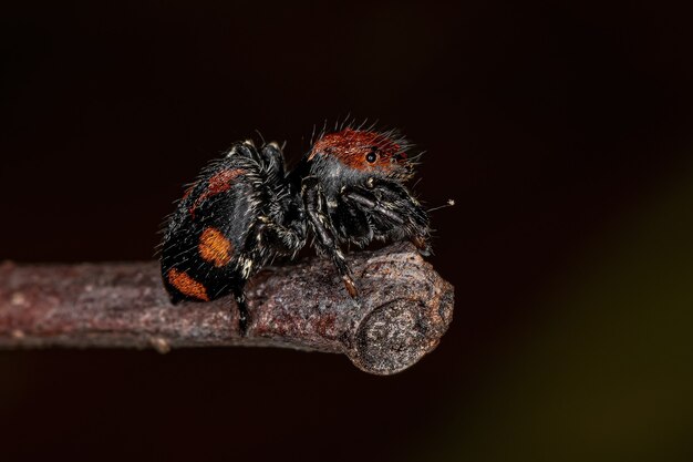 Pequeña araña saltarina del género Phiale