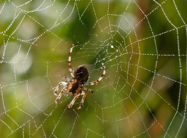 Pequeña araña en su web en una mañana de verano con gotas de rocío