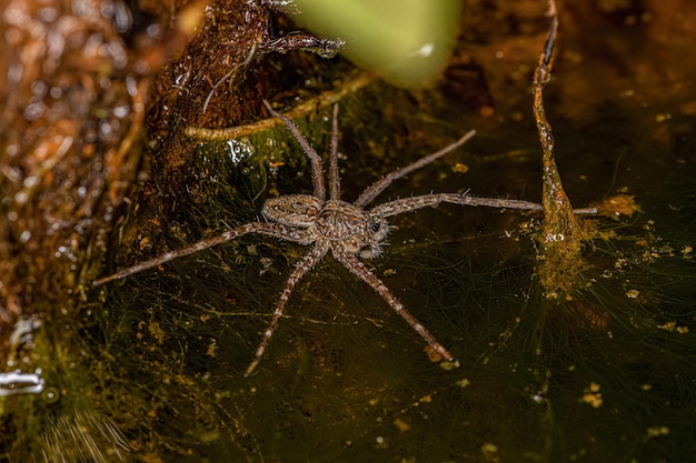 Pequeña araña de tela de vivero