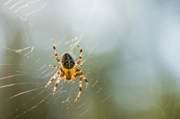 Pequeña araña en la web.