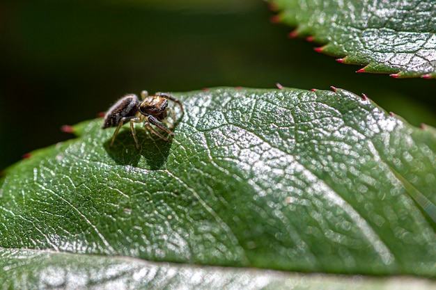 Pequena aranha anda na folha, imagem tirada com lente macro