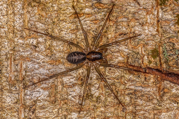 Pequena Aranha Corinoide