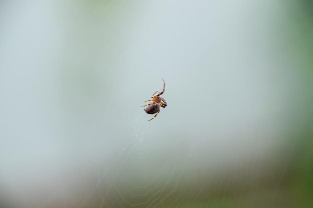 Foto pequena aranha em sua teia de araneus lovcen rede de aranha