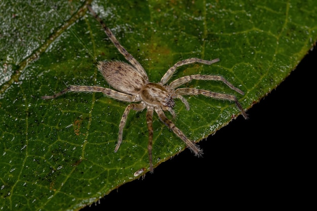 Pequena aranha fantasma da família anyphaenidae